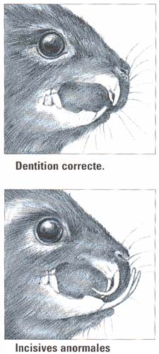 MALOCLUSION